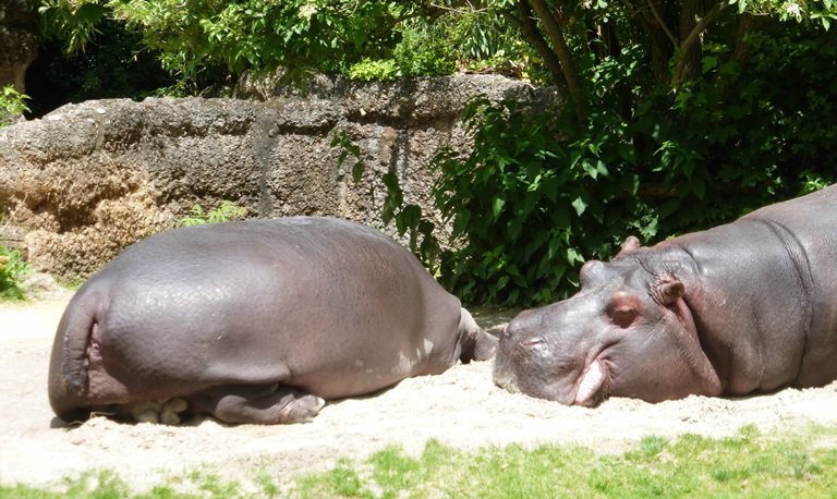 Narresume-Ausflug Basler Zoo